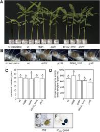 Image result for Aeschynomene afraspera