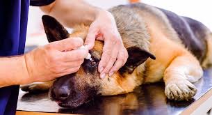 Apply cooled chamomile tea to a cotton ball and clean the affected eye. Conjunctivitis In Dogs Symptoms Treatment And Home Remedies