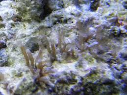 Aquarium Invertebrates: A Creature From Outer Space Or A Hydroid For  Liberace'S Piano?