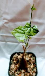 Image result for Gerrardanthus lobatus