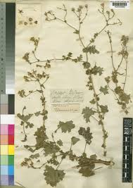 Image result for Cineraria pinnata