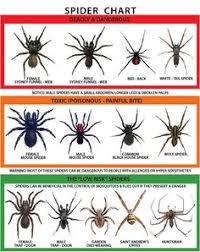 299 Best Tarantulas And Spiders Images In 2019 Spider