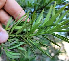 Image result for Afrocarpus usambarensis