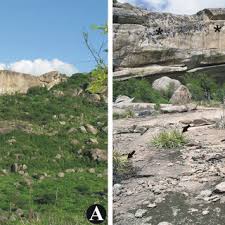 Image result for Pycreus capillifolius