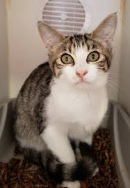 Ovariohysterectomy is the medical term for completely spaying cats. Free Spay And Neuter Clinic Coming To Tehama County Red Bluff Daily News