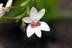Image result for Freesia laxa