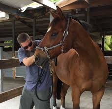 Located in south trail plaza across the street from the sarasota animal emergency clinic. Holistic Vet House Calls Holistic Veterinary House Call Visits For Your Dogs Cats And Horses