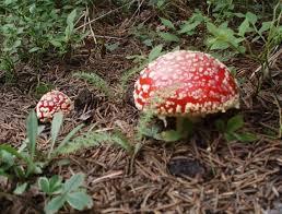 The image is available for download in high. Mushrooms Plentiful At Higher Elevations Outdoors Santafenewmexican Com