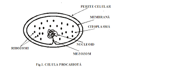 Lecție Demonstrativă Biologie Vegetală și Animală Clasele A Ix A Si A X A Easybe