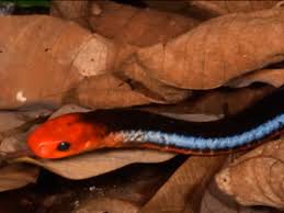 Le Venin Du Serpent Corail Bleu L Anti Douleur De Demain Sciences Et Avenir Cette coloration ressemble énormément à celle du serpent corail, qui sont venimeux et qui appartiennent à la famille elapidae. le venin du serpent corail bleu l anti