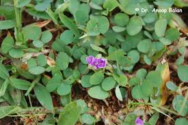 Image result for Grona triflora