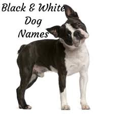 It's pretty much what it sounds like: 100 Clever Dog Names For A Blue Or Gray Dog