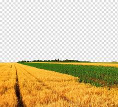 Farm agriculture tea plantation nature louisiana field. Crop Wheat Maize Field Views Transparent Background Png Clipart Hiclipart