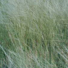 Image result for Nesaea aspera