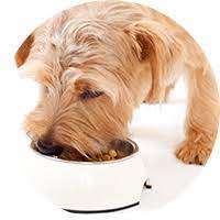 Summerville pet clinic march 18 at 9:14 am due to inclement weather expected this evening, walk in clinic will be closed for tonight and reopen saturday morning at 8am. Summerville Pet Clinic Pet Vaccines Shots Dog Cat Animal Vet Clinic Trolley Rd Summerville Veterinary Heartworm Flee Vet Veterinarian Hospital Southcarolina Rabies Shots Distemper Heartgard Revolution Bravecto Trifexis Tri Heart Sentinel K9