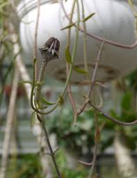 Image result for Ceropegia nilotica