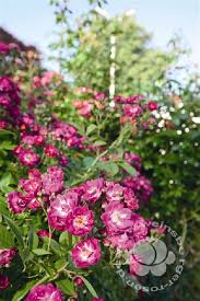 Staples in the cottage garden, they often have a long flowering period and will put on a fantastic show in the border. Romantische Ramblerrosen Fur Rosenbogen Online Kaufen Https Www Rosenzucht Braun De Rosen Online Kaufenonline Kaufen