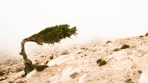 Resize multiple jpg, png, svg or gif images in seconds for free. What Resilience Means And Why It Matters