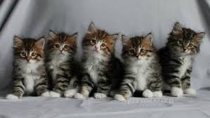 Pay the remaining amount via paypal. Cattery Of Siberian Cats Yasna Home Facebook