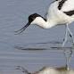 Members-only  event: Rye Harbour Ramble event in Rye