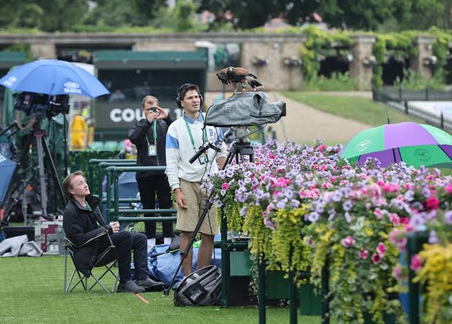 Rufus the Hawk guards Wimbledon skies — but for how much longer?
