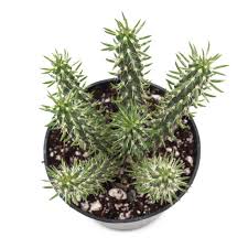 Image result for Austrocylindropuntia