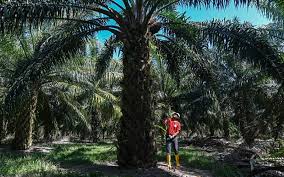 Perubahan harga emas ini ditentukan oleh nilai emas di pasar internasional. Pekebun Kecil Terpaksa Ganda Tanaman Sawit Kata Persatuan Free Malaysia Today Fmt