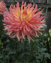 St paul's cathedral is an anglican cathedral in london, united kingdom, which, as the cathedral of the bishop of london, serves as the mother church of the diocese of london. Pin On A Dalliance With Dahlias