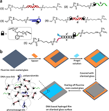 Последние твиты от scp secret laboratory official (@scpslofficial). Spatiotemporal Patterning Of Photoresponsive Dna Based Hydrogels To Tune Local Cell Responses Nature Communications