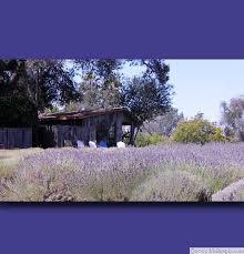 Come and see 12,000 grosso lavender plants, the lavender distillery which operates daily and enjoy learning how lavender farming is done and how the products are made. Clairmont Farms Lavender Photos Lavender Photo Farm Photo