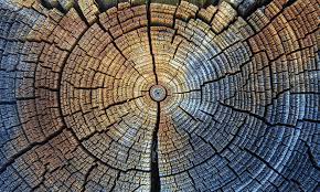 This means that although they are does similar chemically, they have different masses. Researchers Unlock Secrets Of The Past With New International Carbon Dating Standard Archive News Archive The University Of Sheffield