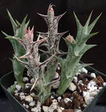 Image result for Orbea rogersii