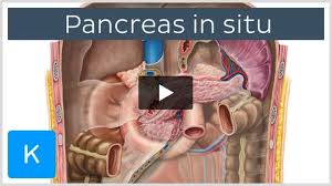Image result for pancreas)