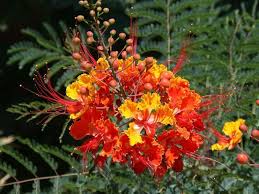 What kind of flowers grow in north texas? Pin On How Does Your Garden Grow