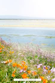 But the bay is also home to some of the most expensive cities in california —and other cities in the region are experiencing similar real estate trends —so if you're looking to rent or buy a home here, the. Bay Area Spring Wildflowers At Coyote Hills Regional Park