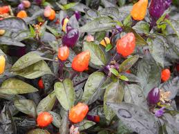 National arboretum 's 'black pearl' and the ' bolivian rainbow '. Bolivian Rainbow Bunte Chili Sehr Dekorative Chilli Regenbogen