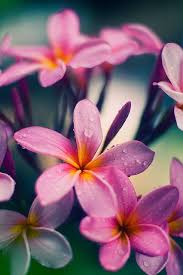 Check spelling or type a new query. Vriksha Nursery Plumeria Rubra Recently I Read What This Flower Symbolises In Different Cultures One Of These Books That Was Gifted To Me Hawaiian Meaning Plumeria Has Always Been Part