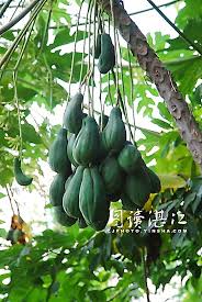 Plant more than one papaya tree. Pin On World Of Fruit And Vegetables