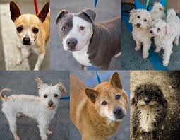 In 1949, spcala opened the everything old is new again, and now our charming 40's shelter has been renovated and will serve as a new pet adoption center for the heart of los angeles! Orange County Humane Society Pet Adoption In Huntington Beach Ca Us Your Donations Help