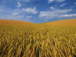 Pentru orzoaica raportul intre hordeina si gluten trebuie sa fie de 1,4. Clutura Orzului Sorgului Si Meiului De La Semanat La Recoltat