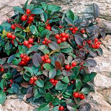 A totally new wintergreen is on the scene. Pin On Juniper Interplantings
