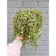 Image result for Ceropegia stenifolia