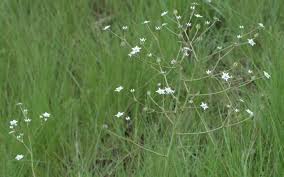 Image result for Alepidea