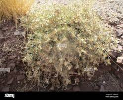 Image result for Dicoma capensis