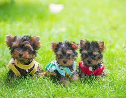 I specialize in the tri parti color, we also have traditional (black and tan) and sable parti colored yorkie puppies. Wincy Yorkies Home On Behance