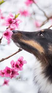 Check spelling or type a new query. Wallpaper Dog Spring Flowers 1920x1200 Hd Picture Image