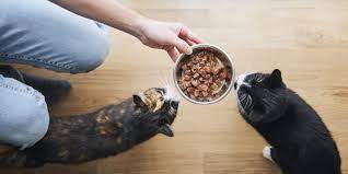 7 best wet cat food of 2024, according to vets