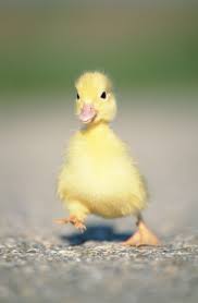 Pin On Cute Baby Animals Funny