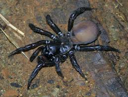 The vast majority of spiders are harmless to humans. You May See Big House Spiders This Month But Experts Say There Will Be Fewer The Star