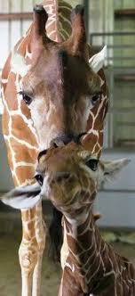 Check spelling or type a new query. 160 April Oliver Tajiri Johari And Azizi Ideas In 2021 Animal Adventure Park Giraffe Baby Giraffe